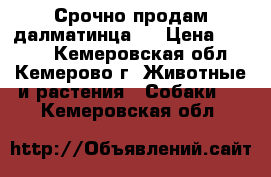 Срочно продам далматинца   › Цена ­ 4 500 - Кемеровская обл., Кемерово г. Животные и растения » Собаки   . Кемеровская обл.